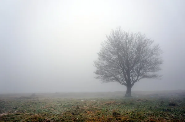 Одинокое дерево с туманом — стоковое фото