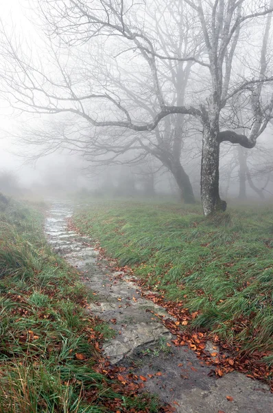 Sentiero nel bosco con alberi misteriosi — Foto Stock