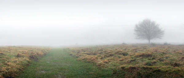 Panorama de árbol solitario con un sendero — Foto de Stock