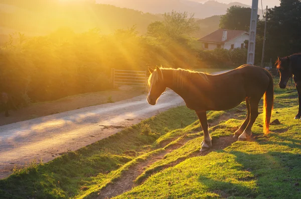 Pferd in der Nähe einer Straße mit Sonnenuntergang Rücklicht — Stockfoto