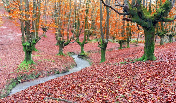 Bosque en otoño con un arroyo — Foto de Stock