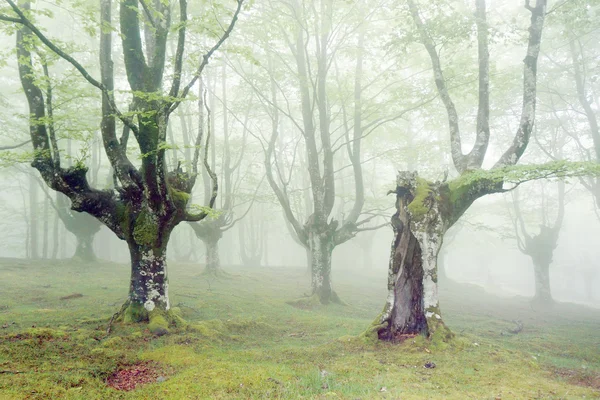 Bosque con niebla y hermosa luz — Foto de Stock