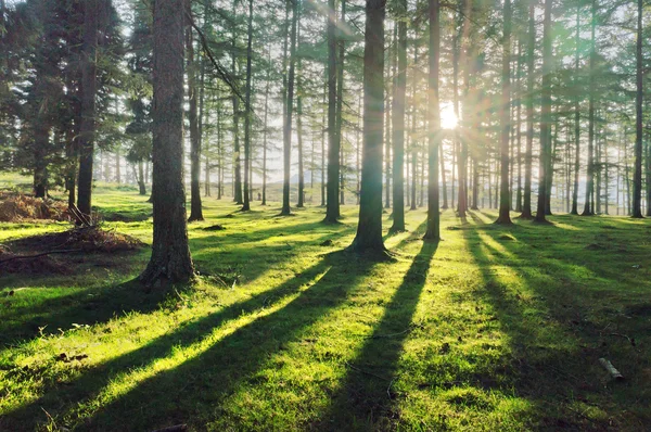 Foresta di larici con luce solare e ombre — Foto Stock