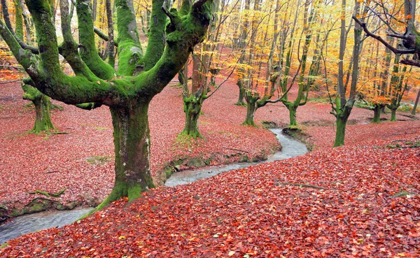 Bosque en otoño con un arroyo — Foto de Stock