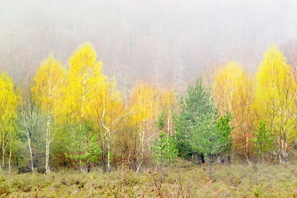 Landschap met herfst bomen — Stockfoto