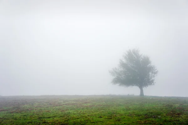 Μοναχικό δέντρο με ομίχλη — Φωτογραφία Αρχείου