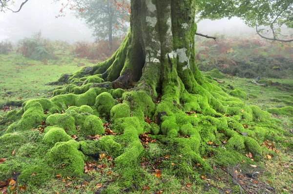 Raíces retorcidas de árboles con musgo — Foto de Stock