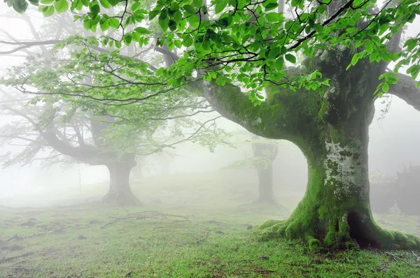 Skogen med dimma och vackert ljus — Stockfoto