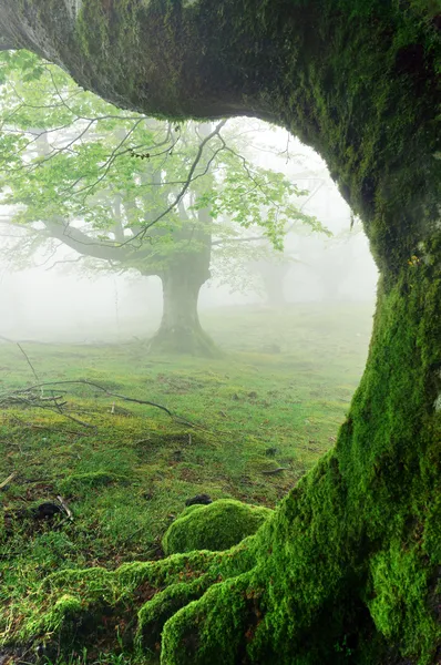 Gros plan des racines des arbres sur la forêt — Photo