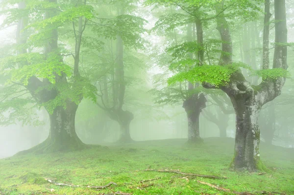 Bosque con niebla y hermosa luz —  Fotos de Stock