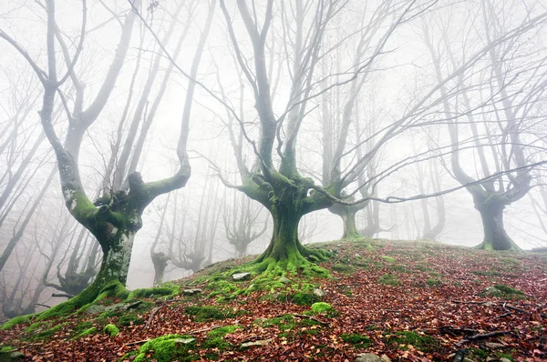 Bos met mist met verwrongen bomen — Stockfoto