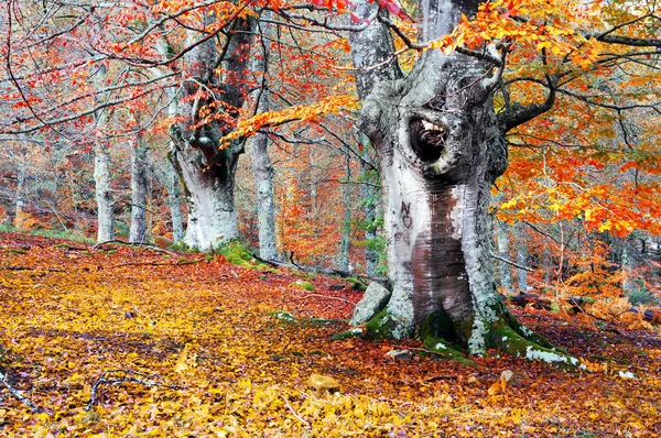 Bosque en otoño con colores vivos — Foto de Stock