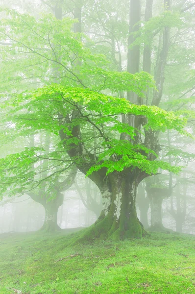 Árvores na floresta com nevoeiro na primavera — Fotografia de Stock
