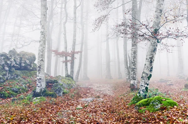 Sentiero nella foresta nebbiosa in autunno — Foto Stock