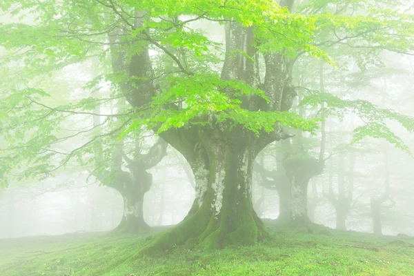 Forêt avec brouillard et belle lumière au printemps — Photo