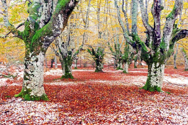 Bosque en otoño con nieve — Foto de Stock