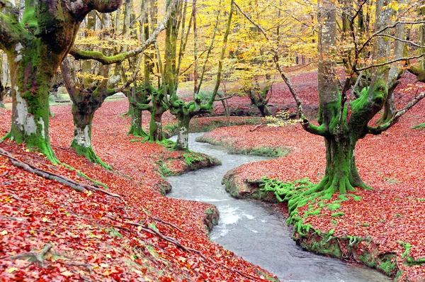 Ліс восени з струмком — стокове фото