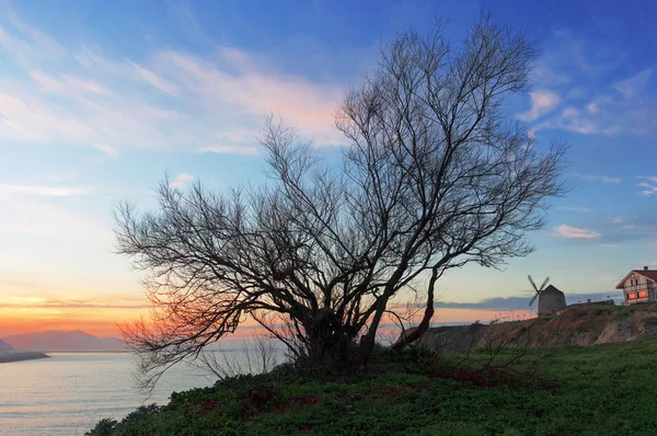 Getxo at sunset with tree silhouette — Stock Photo, Image