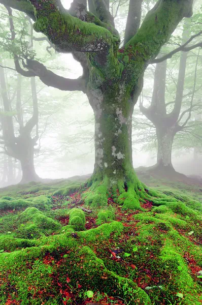 Извилистые корни деревьев с мхом в лесу — стоковое фото