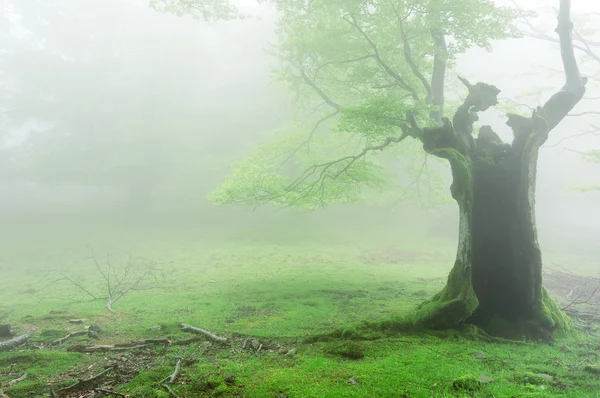 Espeluznante árbol hueco con niebla —  Fotos de Stock