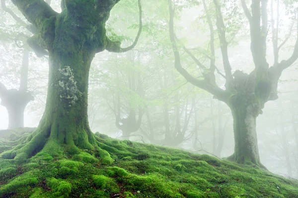 Bäume mit leuchtend grünen Wurzeln und Moos — Stockfoto