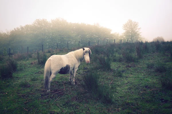 Weißes Pony auf Feld bei Nebel im Jahrgang — Stockfoto