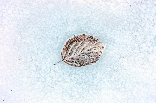 Frozen leaf on snow — Stock Photo, Image