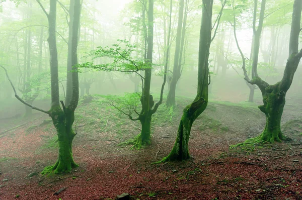 Bosque escalofriante — Foto de Stock