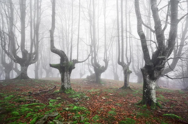 Bosque escalofriante — Foto de Stock