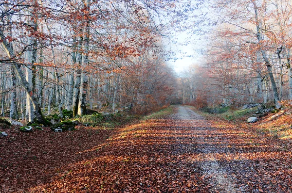 Path in autumnal forest with last sun rays — Stock Photo, Image