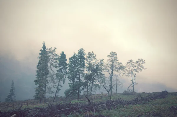 Δέντρα και desforestation στο φαινόμενο της εκλεκτής ποιότητας φίλτρο — Φωτογραφία Αρχείου