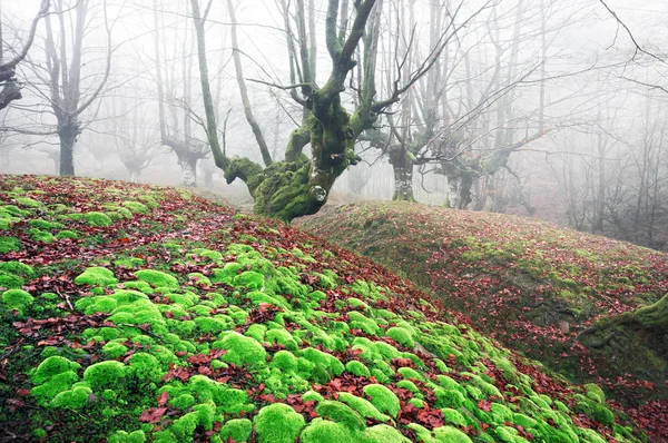 Волшебный лес с ярко-зеленым мхом — стоковое фото