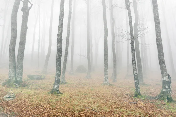 Foresta magica con bella luce — Foto Stock