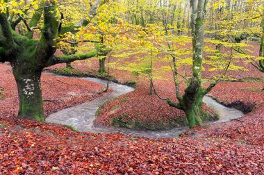 forest in autumn with stream clipart