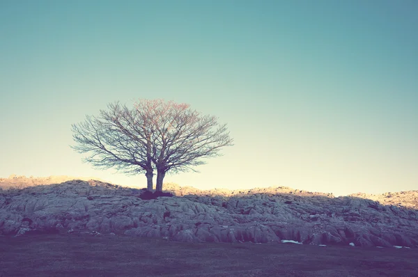 Самотнє дерево з вінтажним ефектом — стокове фото