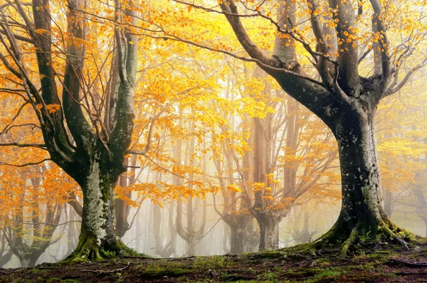 Magic forest in autumn — Stock Photo, Image