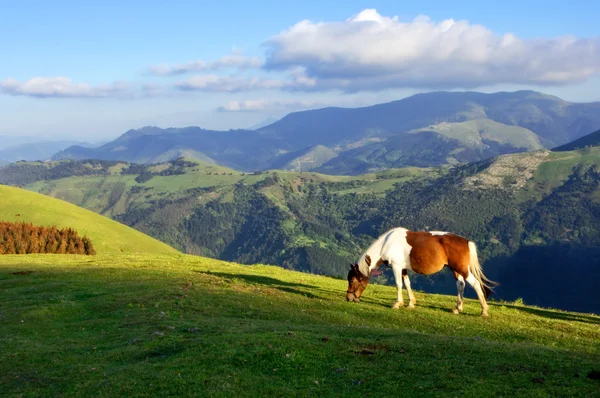 山上的马 — 图库照片