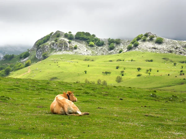 Mucca che riposa nei prati — Foto Stock