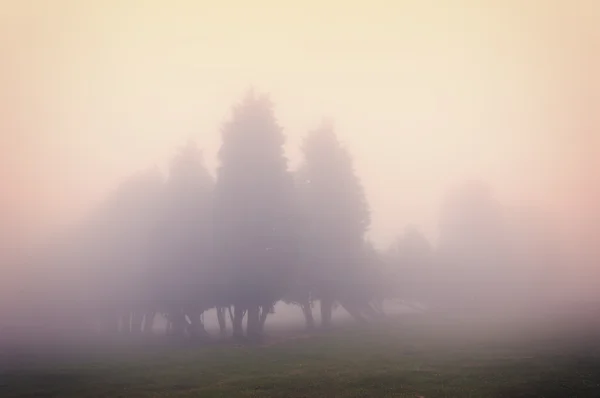 Árboles en niebla con efecto de filtro vintage —  Fotos de Stock