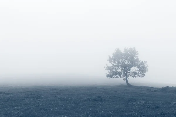 Osamělý strom s mlha — Stock fotografie