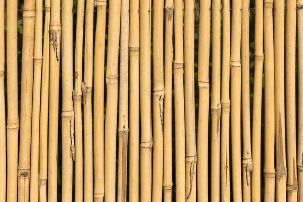 Bamboo cane texture — Stock Photo, Image