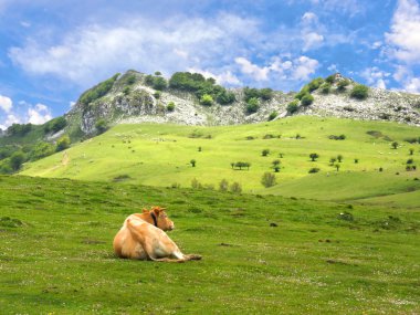 Cow resting in meadows clipart