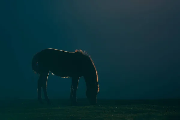 白髪の馬は日没時に暗い背景をバックライトで照らし — ストック写真