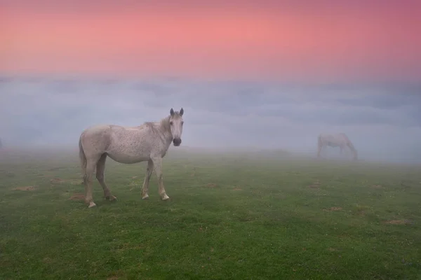 Pferde Bei Schönem Morgensonnenaufgang Mit Nebel — Stockfoto
