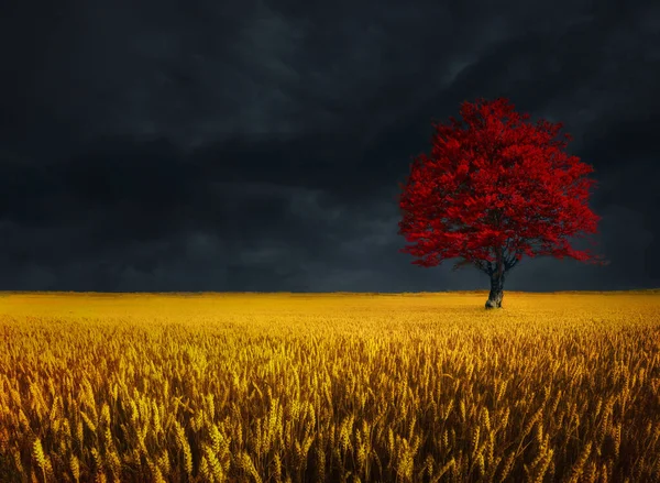 가을에 밀밭에서 폭풍치는 구름을 맞으며 외로워 보이는 나무의 로열티 프리 스톡 이미지