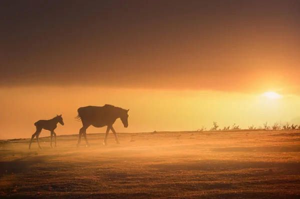 Silhueta Cavalos Pôr Sol Com Neblina — Fotografia de Stock