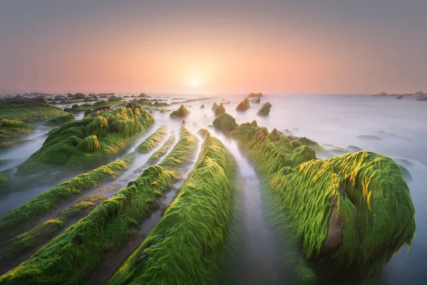 Beautiful seascape of green sea moss on rocks in Barrika at sunset