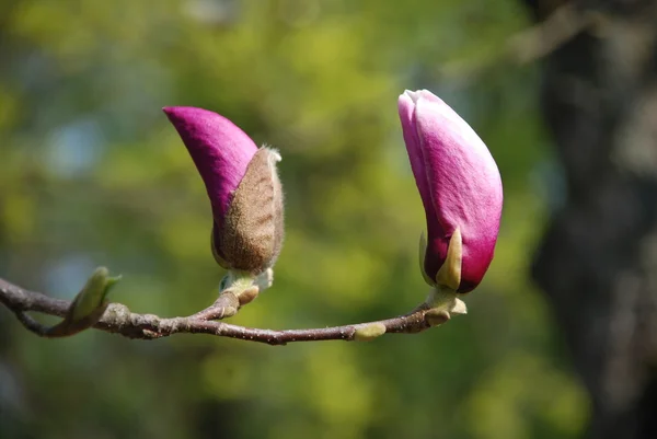 Magnolia — Fotografie, imagine de stoc