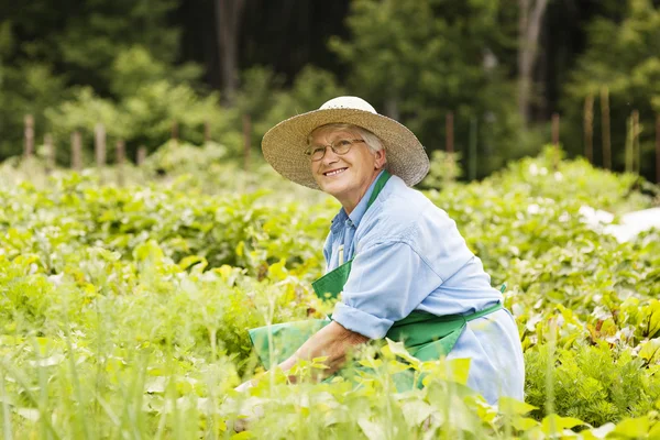 Giardinaggio donna anziana — Foto Stock