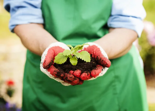 Mujer sosteniendo planta pequeña — Foto de Stock